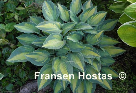 Hosta June Present